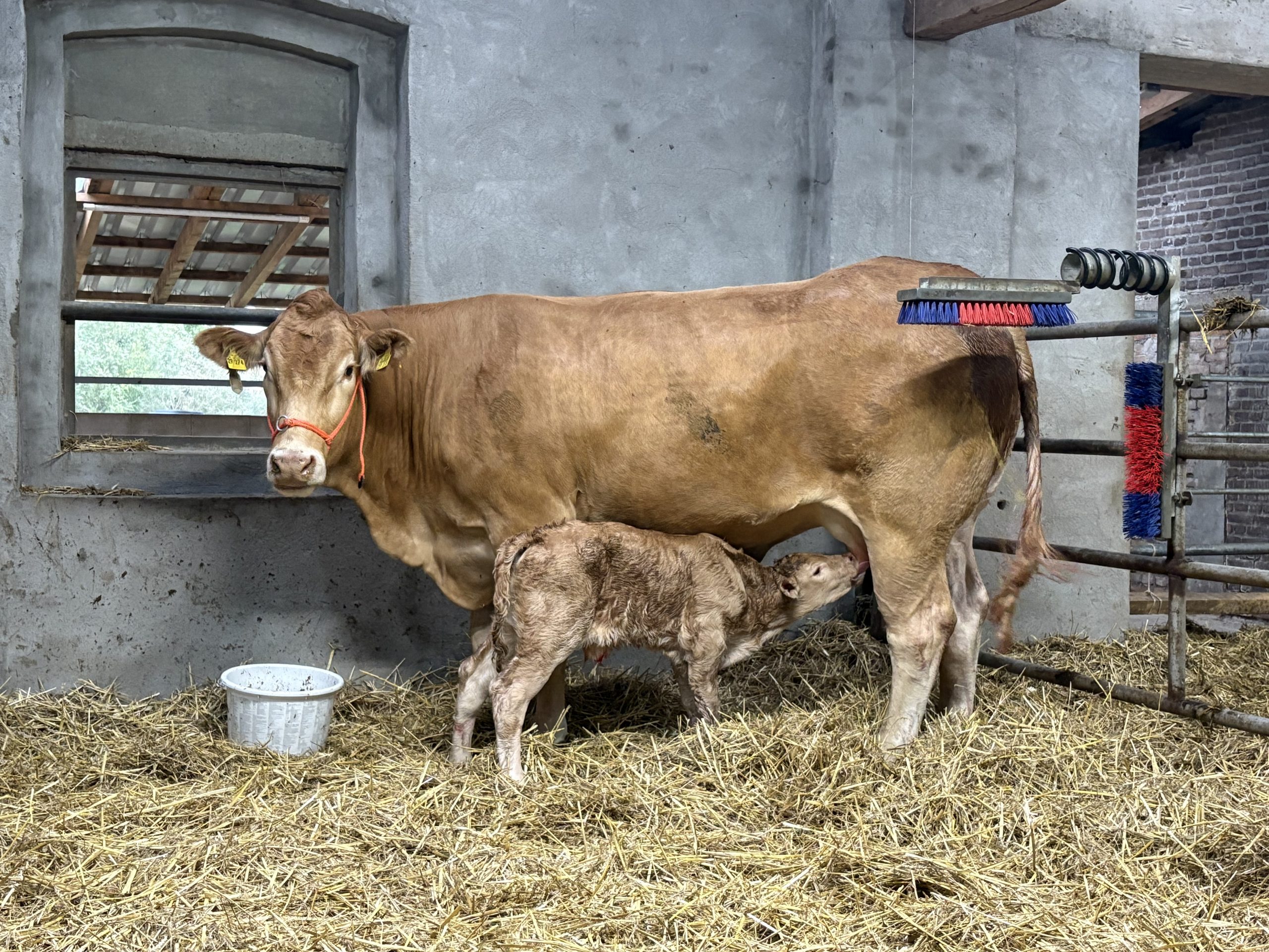 Elftes Kalb 2025- LBA Amigo