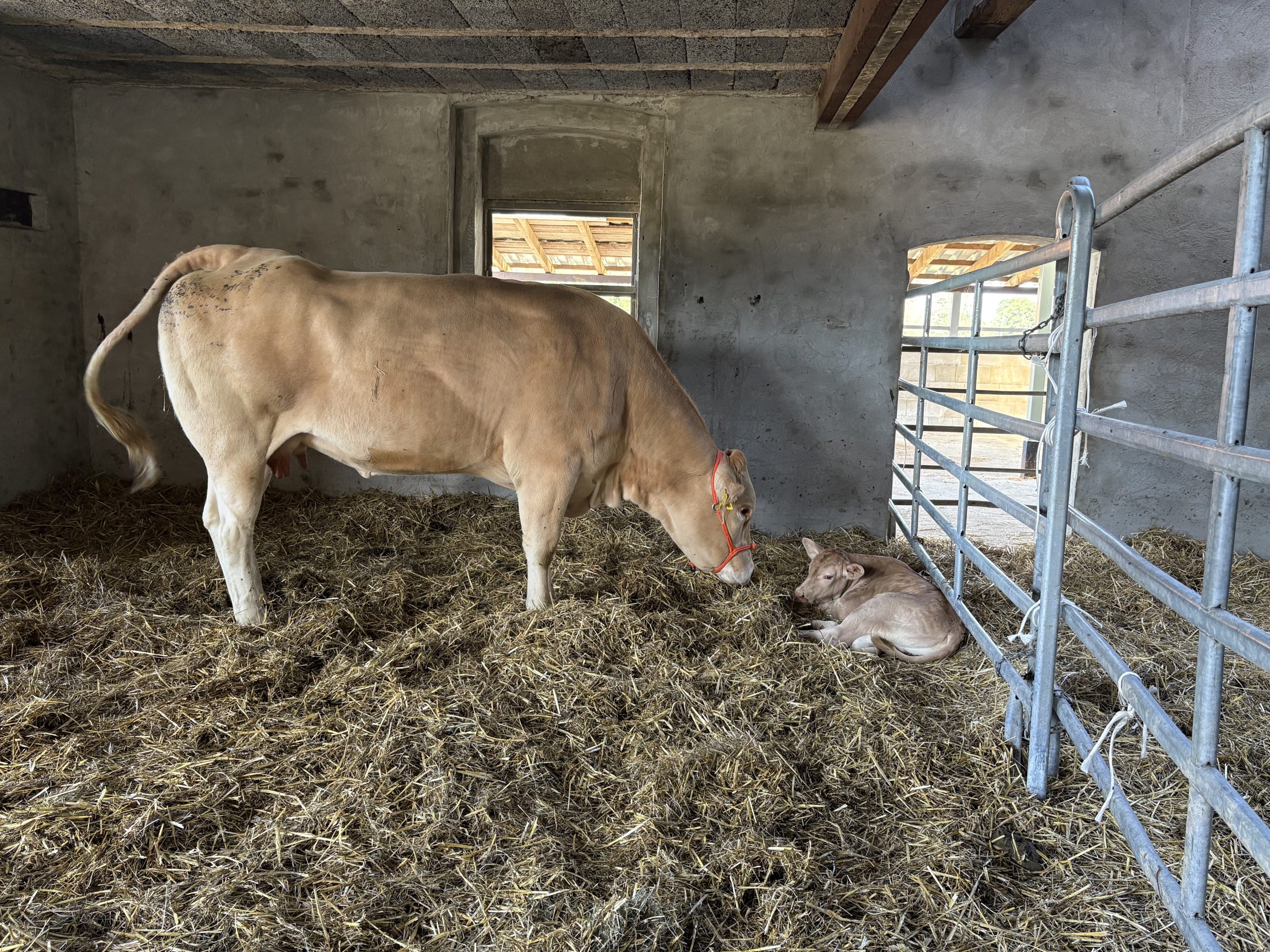 Zehntes Kalb 2025- LBA Amor