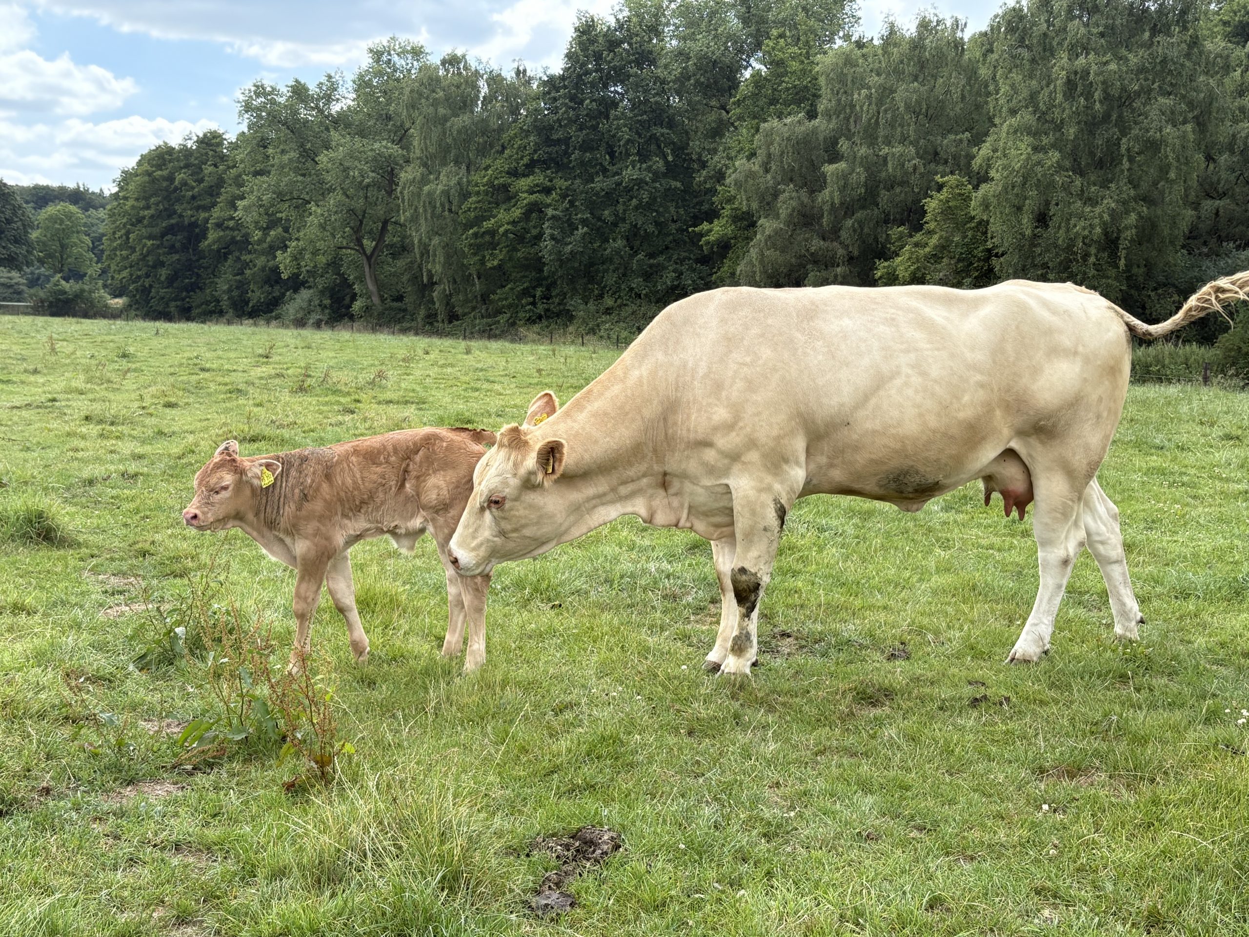 Neuntes Kalb 2025- LBA Atlas