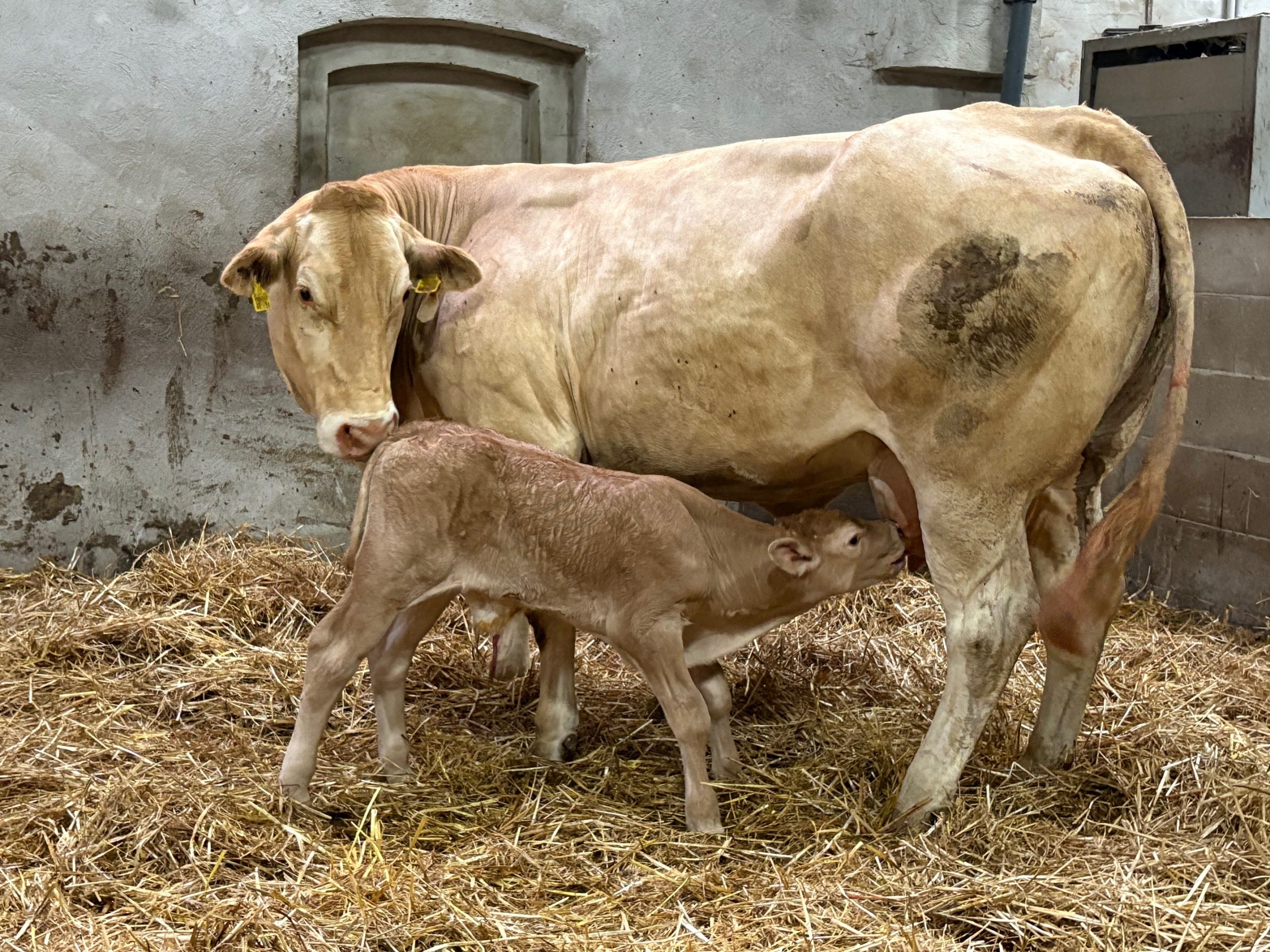 Achtes Kalb 2025- LBA Austin