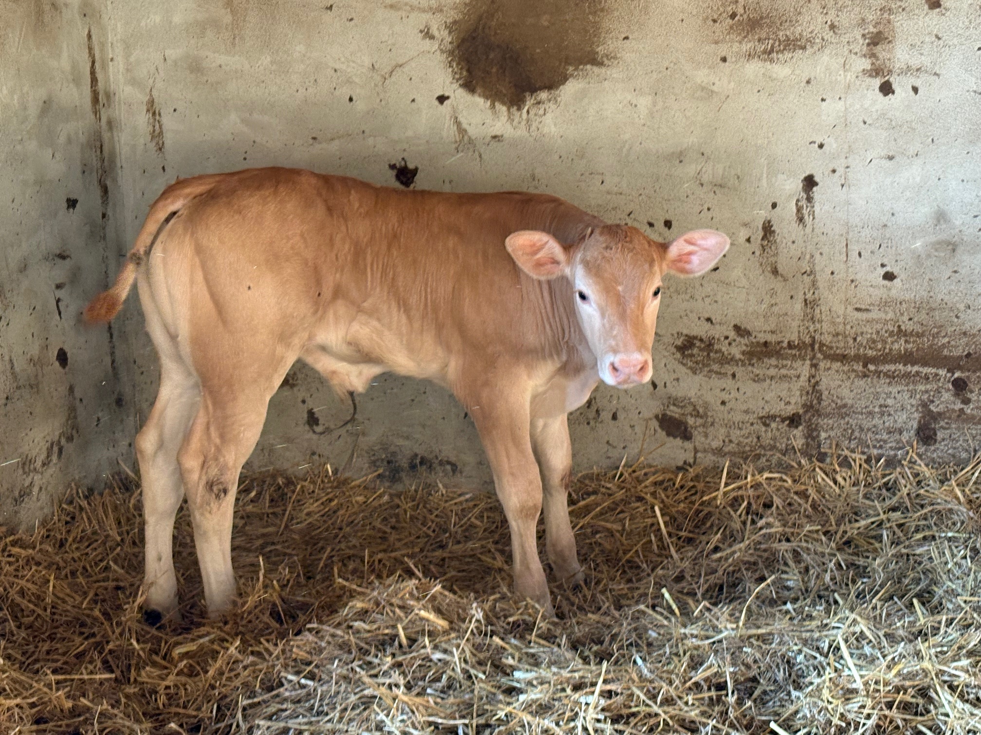 Viertes Kalb 2025- LBA Avallon
