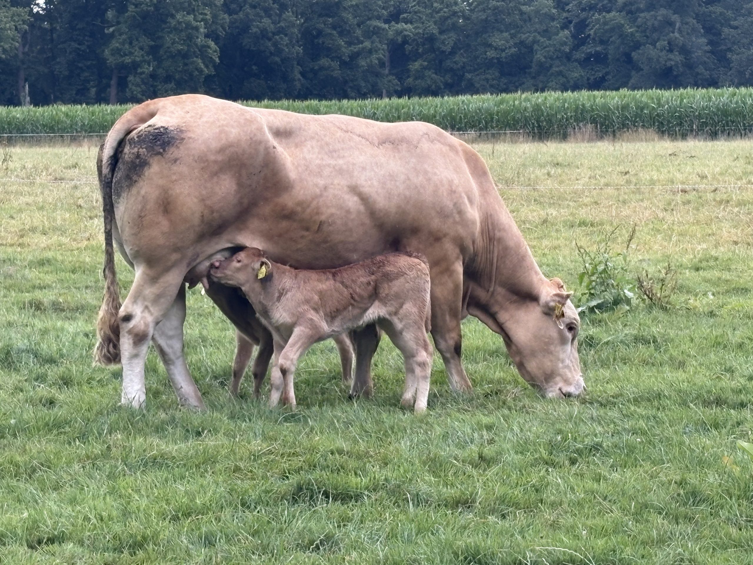 Sechstes und Siebtes Kalb 2025- LBA Ares und LBA Athena