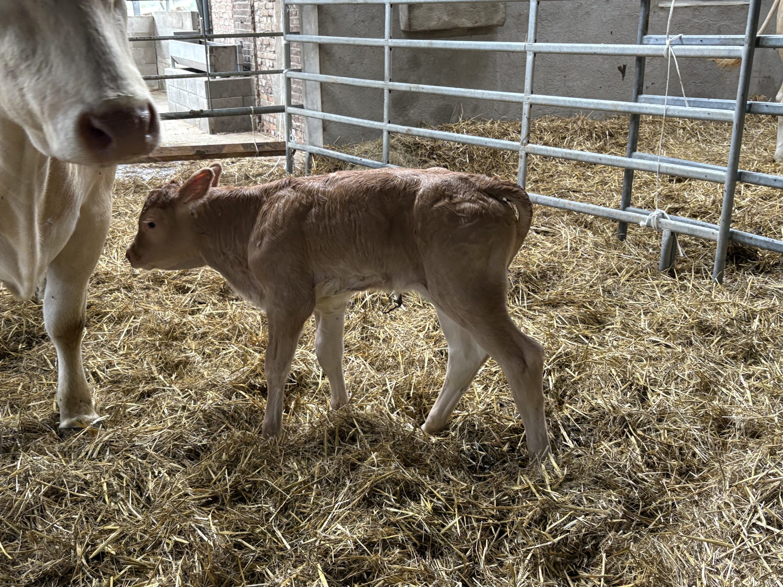 Zwölftes Kalb 2025- LBA Amaryllis Pp