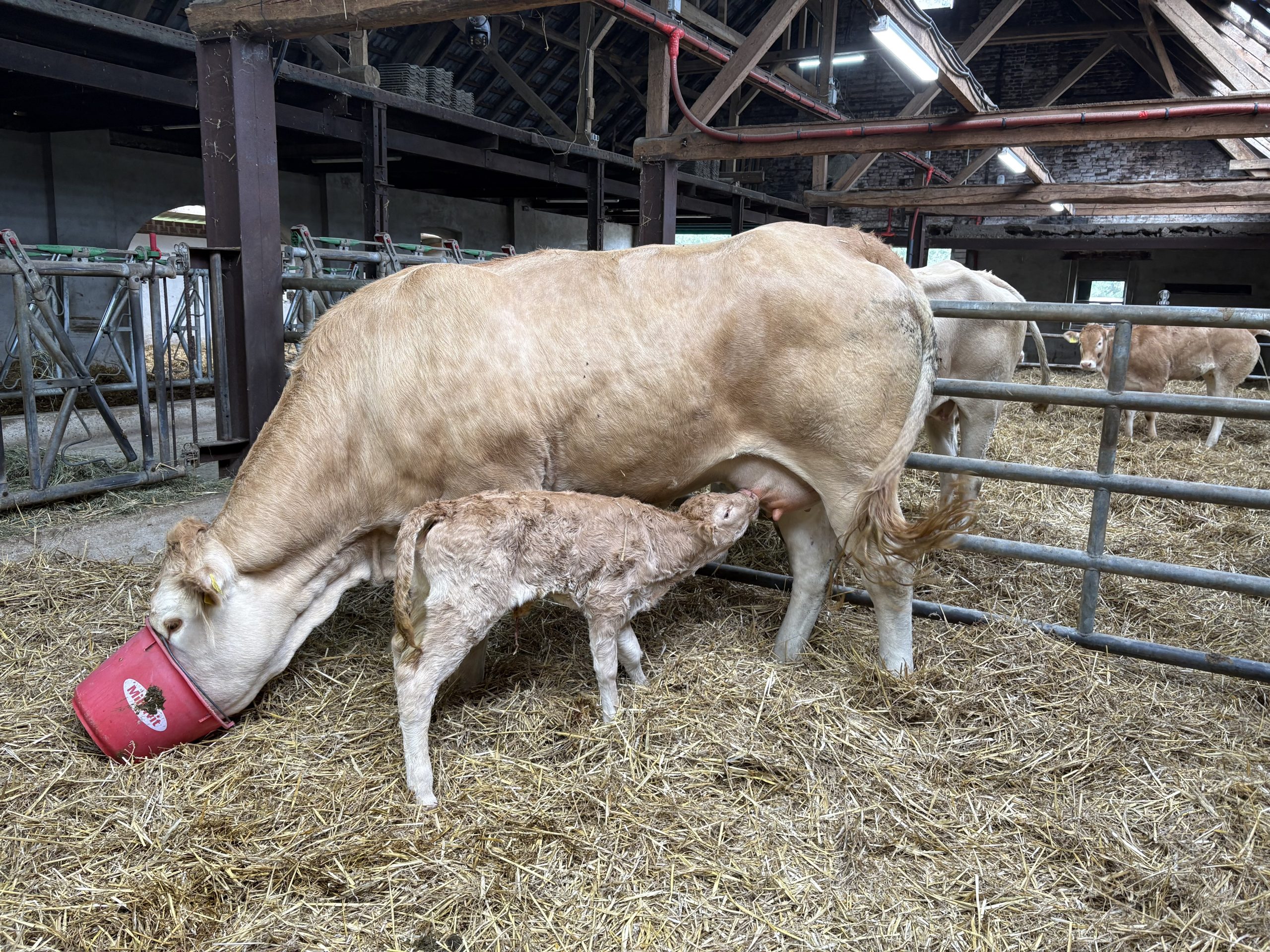 Dreizehntes Kalb 2025- LBA Adria Pp