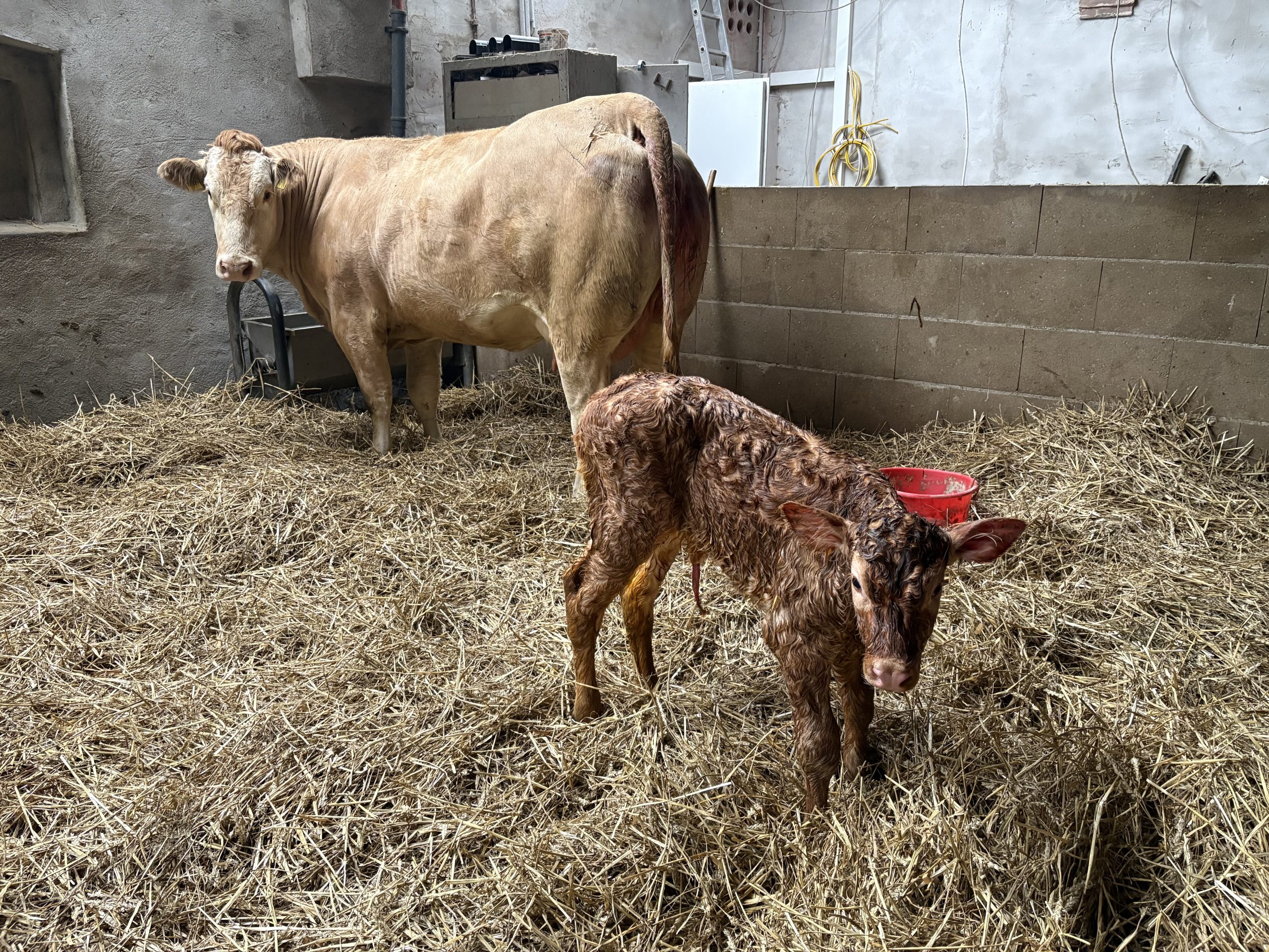 Sechzehntes Kalb 2025- LBA Aurora