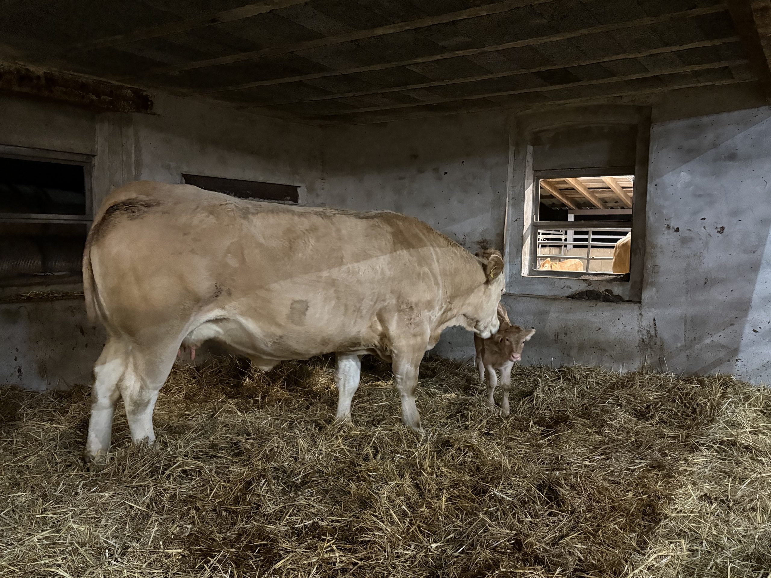 Siebzehntes Kalb 2025- Anemone