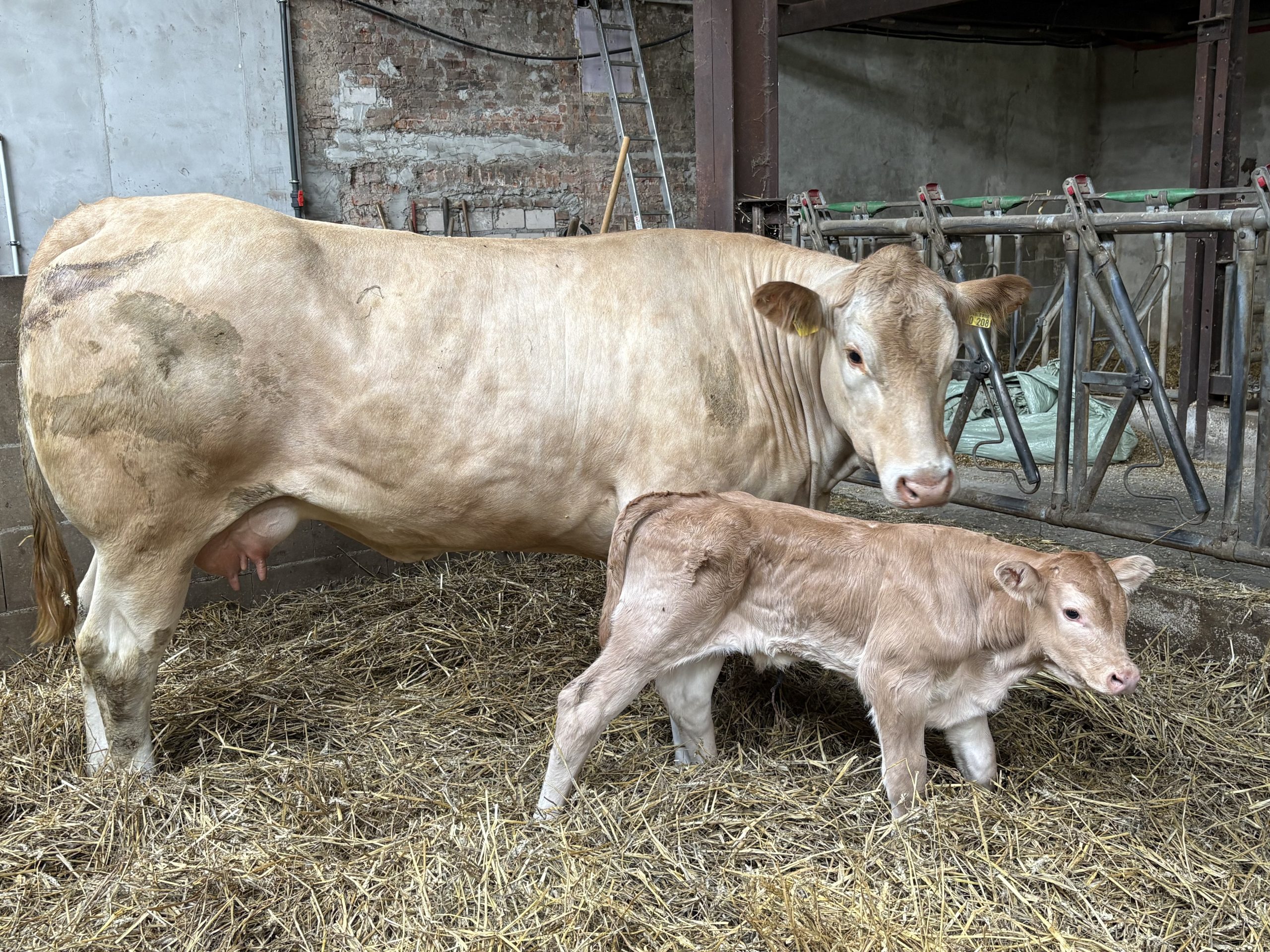 Drittes Kalb 2026- LBA Brandy