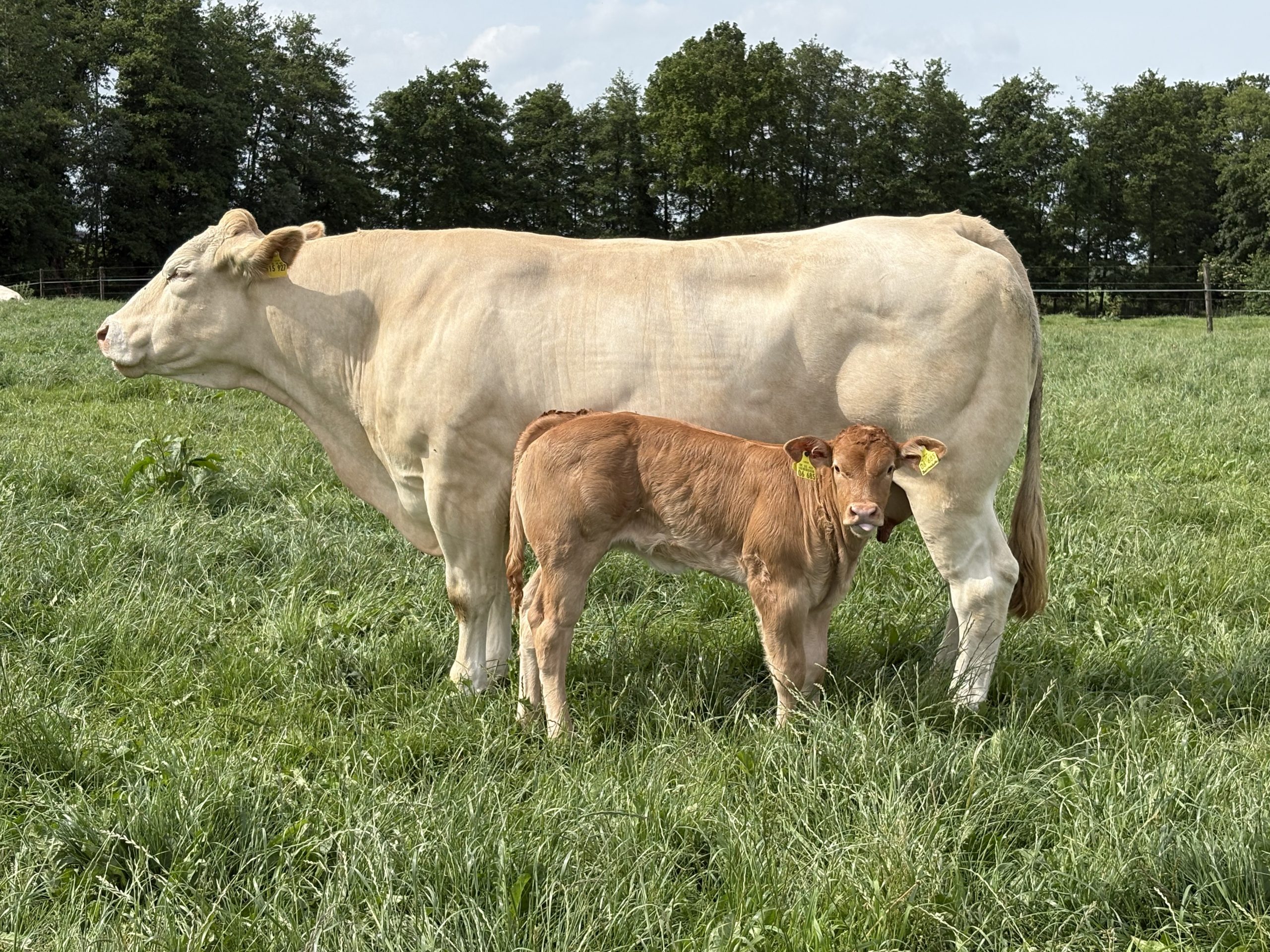 Viertes Kalb 2026- LBA Bernadette