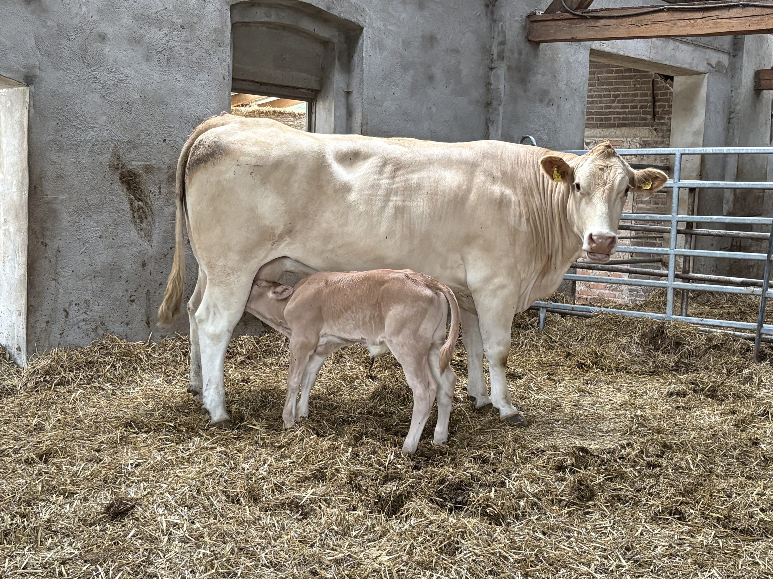 Siebtes Kalb 2026- LBA Bilbao